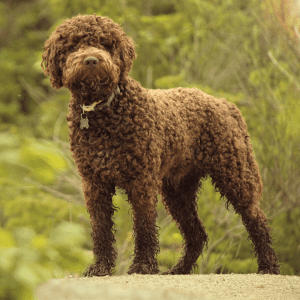 Lagotto Romagnolo