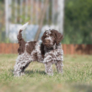 Lagotto Romagnolo
