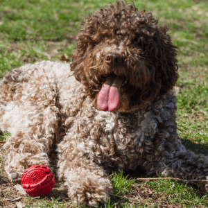 Lagotto Romagnolo