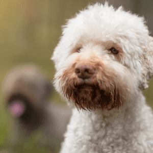 Lagotto Romagnolo