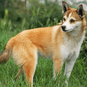 Norwegian Lundehund