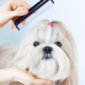 How to Choose the Right Dog Breed