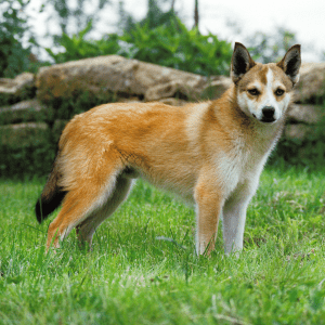 Norwegian Lundehund