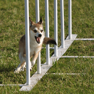 Norwegian Lundehund