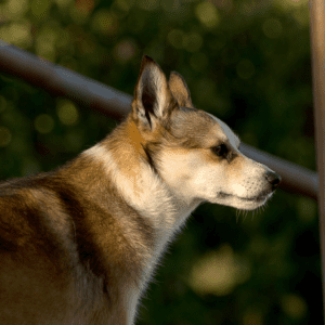 Norwegian Lundehund