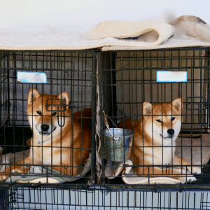 How to Choose the Right Dog Breed