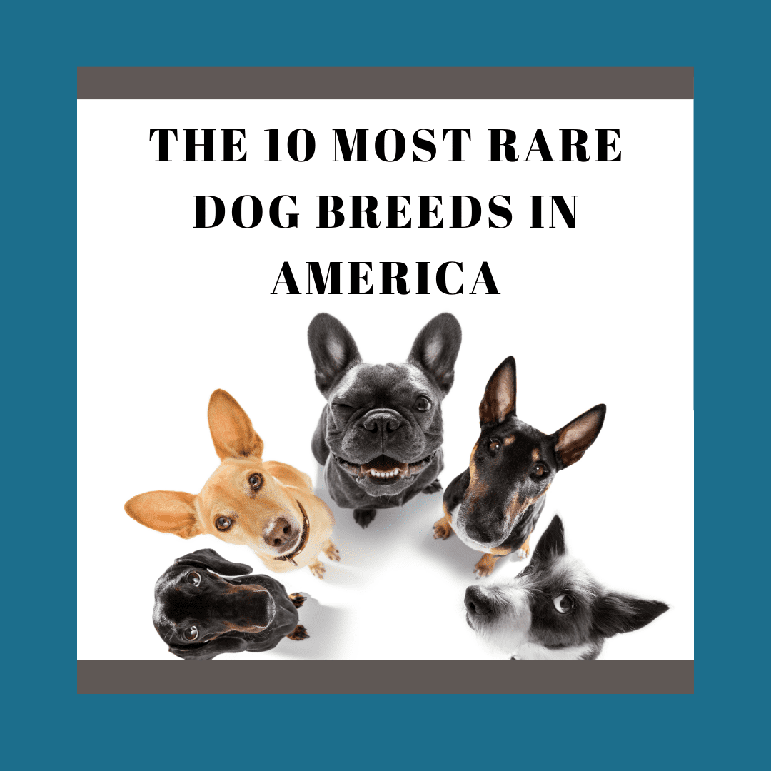 Rare Dog Breeds