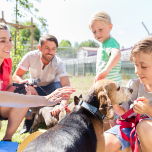 How to Choose the Right Dog Breed