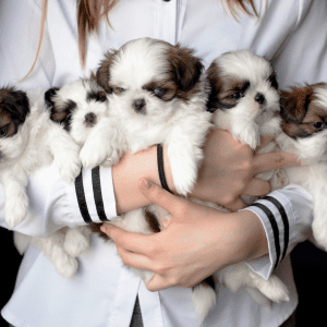Dog Breeds for Families