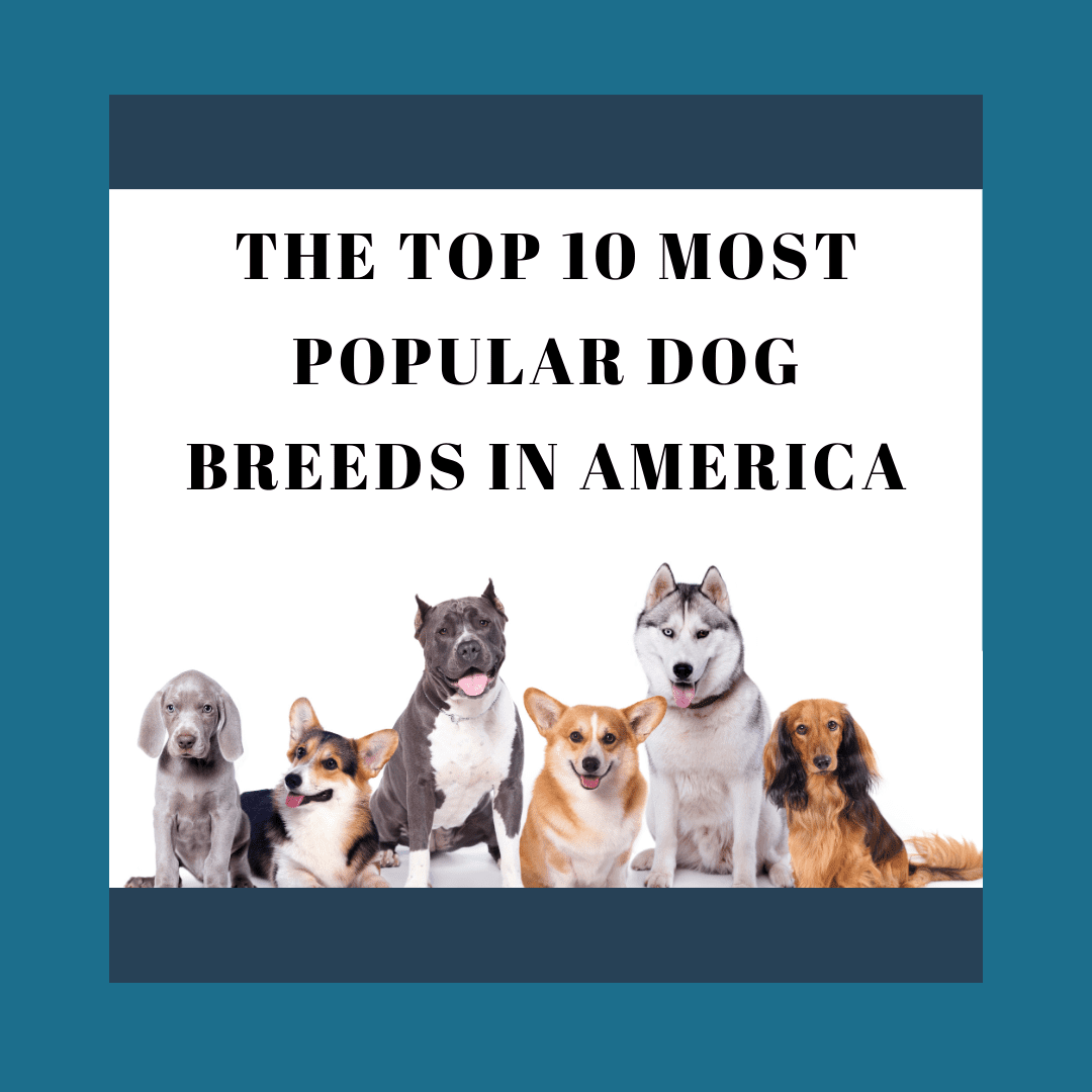 Top 10 Dog Breeds