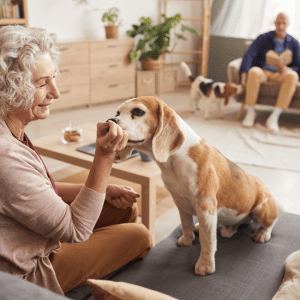 Best Dog Breed for Seniors