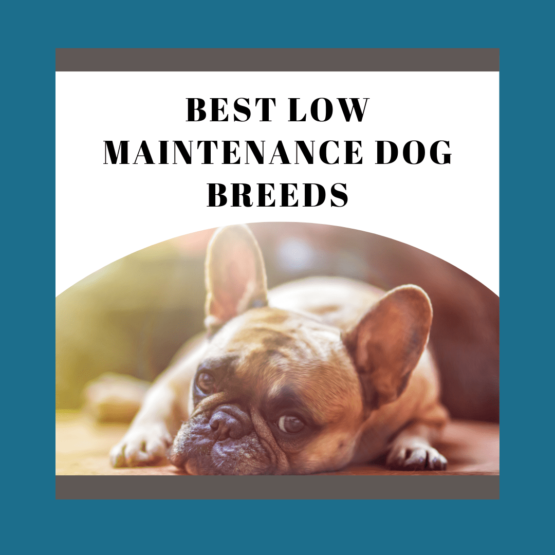 Low Maintenance Dog Breed