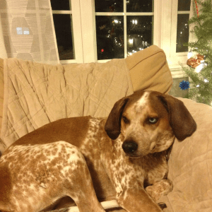 American English Coonhound