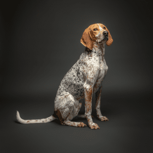 American English Coonhound