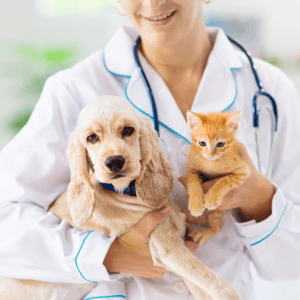 Choosing the Perfect Dog Breed for Cat Lovers
