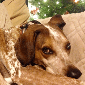American English Coonhound