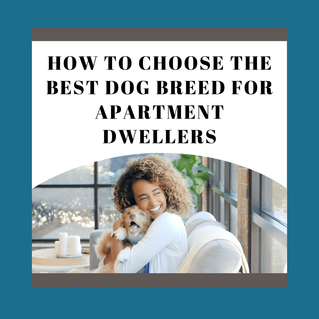 How to Choose the Best Dog Breed for Apartment Dwellers