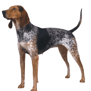 American English Coonhound