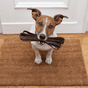 How to Choose the Best Dog Breed for Apartment Dwellers