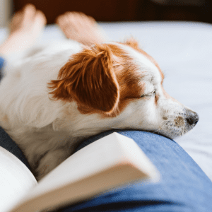 Low Maintenance Dog Breed