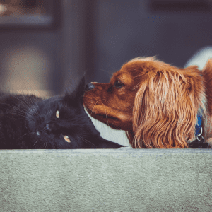 Choosing the Perfect Dog Breed for Cat Lovers