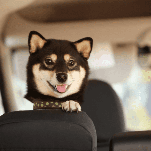 How to Choose the Best Dog Breed for Apartment Dwellers
