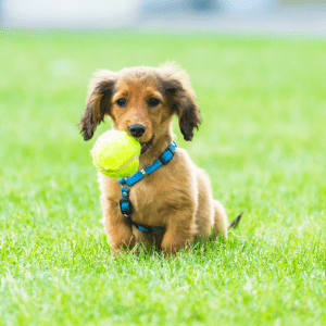 Low Maintenance Dog Breed