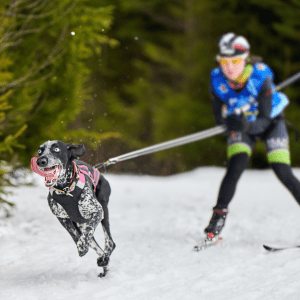 Choosing the Right Dog Breed for an Active Lifestyle