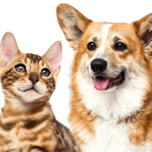 Choosing the Perfect Dog Breed for Cat Lovers