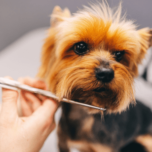 Low Maintenance Dog Breed