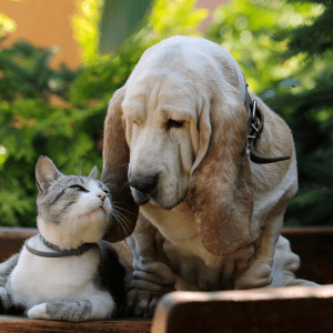 Choosing the Perfect Dog Breed for Cat Lovers