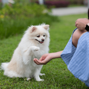 How to Choose the Best Dog Breed for Apartment Dwellers