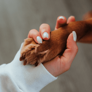 Low Maintenance Dog Breed
