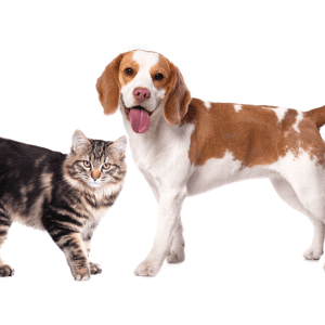 Choosing the Perfect Dog Breed for Cat Lovers