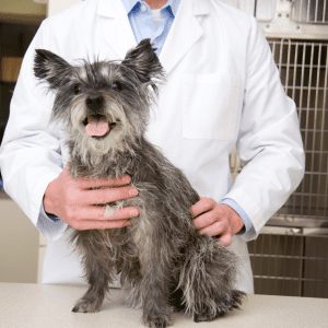 How to Choose the Best Dog Breed for Apartment Dwellers