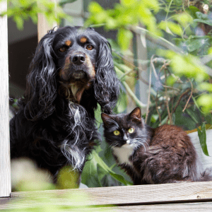 Choosing the Perfect Dog Breed for Cat Lovers