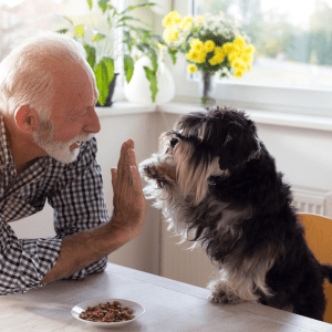 Best Dog Breed for Seniors