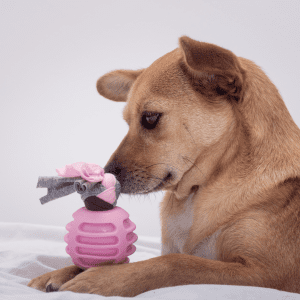 Low Maintenance Dog Breed