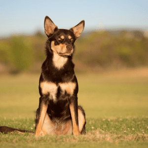 Australian Kelpie