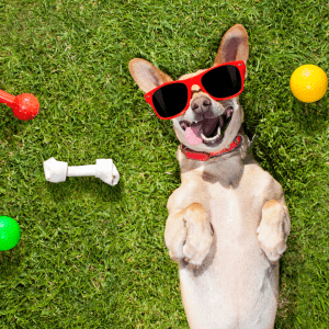 Low Maintenance Dog Breed