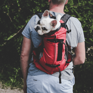 Choosing the Right Dog Breed for an Active Lifestyle