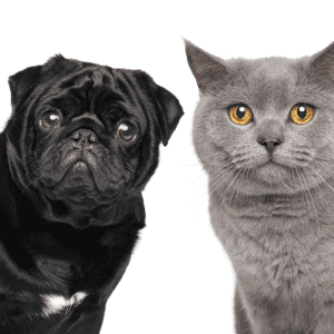 Choosing the Perfect Dog Bred for Cat Lovers