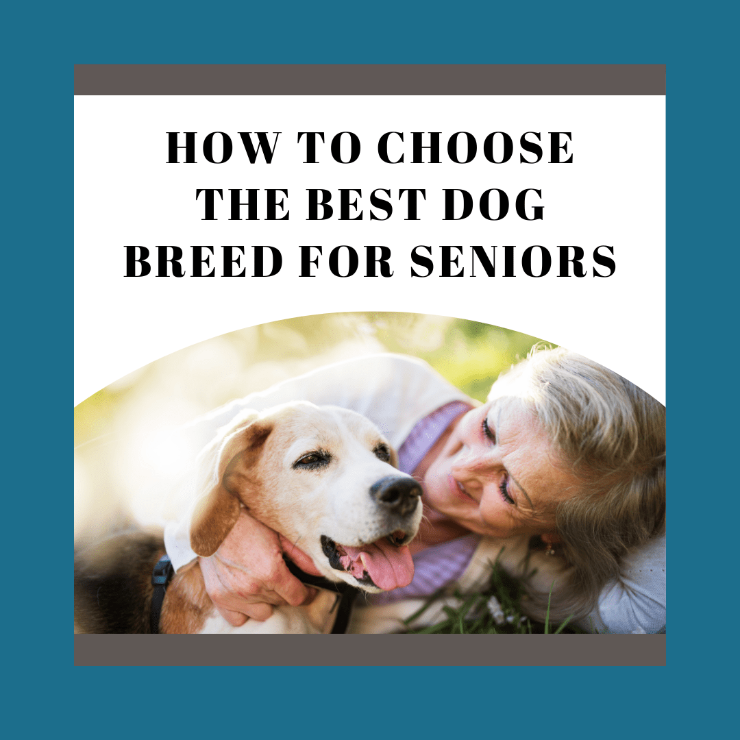 Best Dog Breed for Seniors