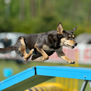 Australian Kelpie