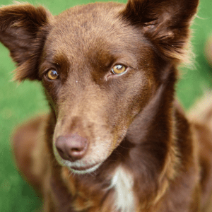 Australian Kelpie