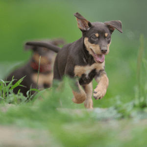 Australian Kelpie